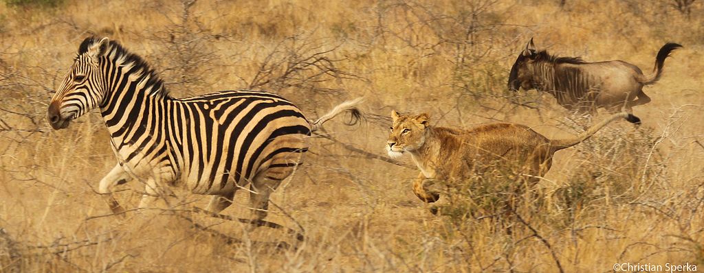 being friends lion and zebra